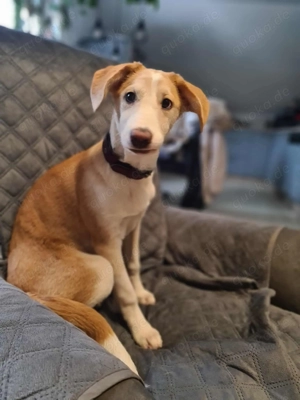 Lillifee - die Kämpferin 