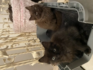 Exklusive Ragdoll & Cherubim Kitten mit Stammbaum Bild 8