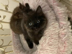 Exklusive Ragdoll & Cherubim Kitten mit Stammbaum Bild 7