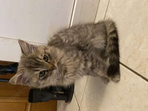 Exklusive Ragdoll & Cherubim Kitten mit Stammbaum Bild 10