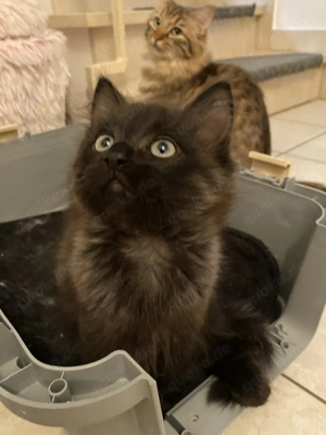 Exklusive Ragdoll & Cherubim Kitten mit Stammbaum Bild 9