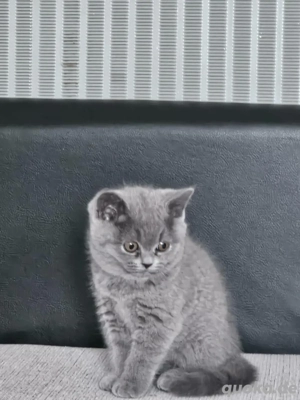 Britisch kurz haar käztchen