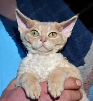 Devon Rex Kitten , Kater YAN 