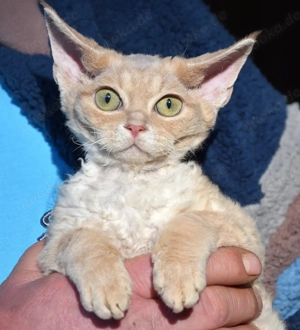 Devon Rex Kitten männlich .