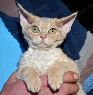 Kitten , Devon Rex,  männlich und weiblich mit Stammbaum, Gesundheitszeugnis, geimpft  und gechipt. 