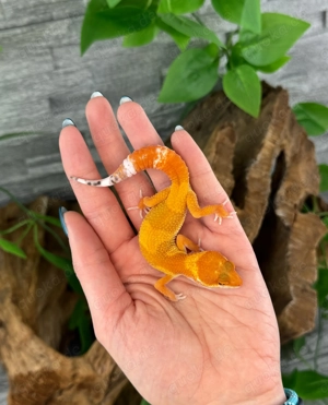 Leopardgecko Weibchen - Nachzucht aus 2025 - Eublepharis macularius