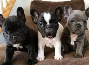 Französische Bulldoggen Welpen 