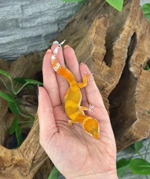 Leopardgecko Männchen - Nachzucht aus 2025 - Eublepharis macularius