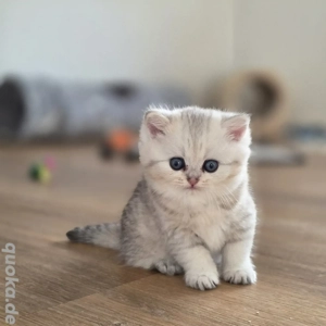 Bkh Kitten vom Züchter mit Stammbaum