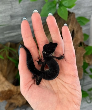 Leopardgecko Weibchen - Nachzucht aus 2025 - Eublepharis macularius