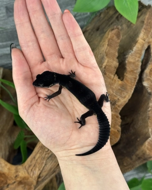 Leopardgecko Weibchen - Nachzucht aus 2025 - Eublepharis macularius