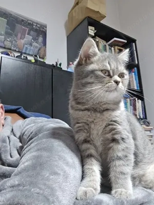 reinrassige BKH Katze weiblich 5 Monate alt 