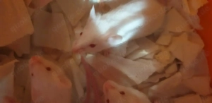 Zur Abgabe: Junge Albino-Mäuse  auch als Liebhaber,...