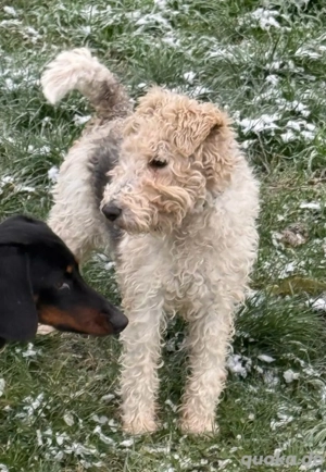 Die liebe Panke hat Power und möchte zu aktiven Menschen *noch in Ungarn*
