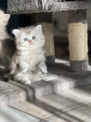 Britisch Kurzhaar Kätzchen