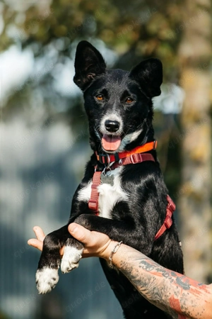 Liebe Lucy sucht liebevolles Zuhause