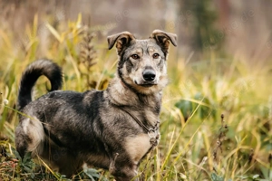 Schöne Maya sucht liebevolle Familie