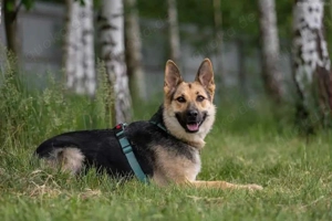 Liebe Mira sucht ein liebevolles Zuhause Bild 4