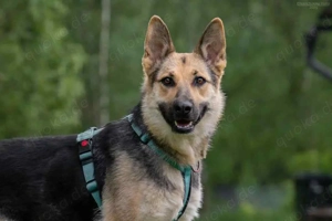 Liebe Mira sucht ein liebevolles Zuhause Bild 2