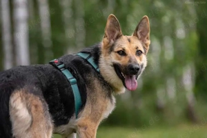 Liebe Mira sucht ein liebevolles Zuhause Bild 3