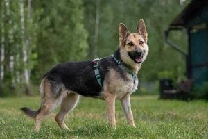 Liebe Mira sucht ein liebevolles Zuhause Bild 7