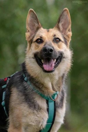 Liebe Mira sucht ein liebevolles Zuhause Bild 6