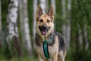 Liebe Mira sucht ein liebevolles Zuhause Bild 5