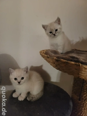 reinrassige BKH kitten weiss  
