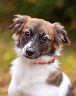 Süße Miya sucht liebevolle Familie