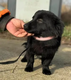 Entzückender kleiner Kobold sucht Dich