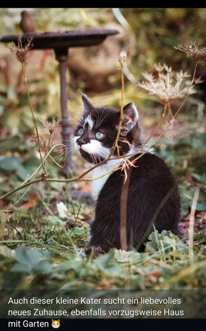 2 Junge Kätzchen suchen neues liebevolles Zuhause 