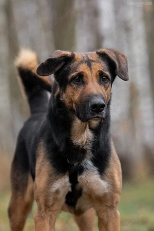 Schöner Dar sucht liebevolle Familie