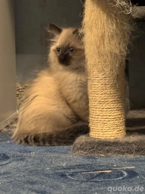 Siam Heilige Birma-Ragdoll Kitten