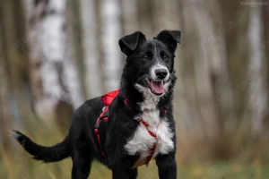 Süße Marfa sucht ihre Menschen