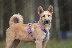 Schöner Fred sucht liebevolle Familie