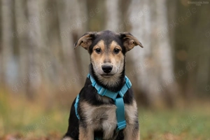 Schöner Goscha sucht liebevolle Familie