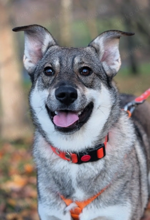 Schöne Vivien sucht ein liebevolles Zuhause