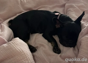 Französische Bulldoggen Hündin 