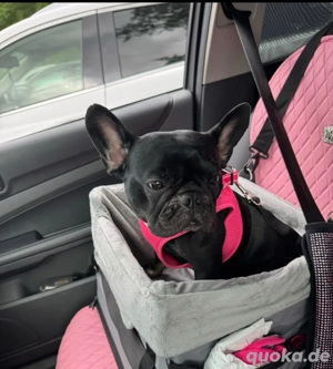 Raya 4j. kastriert sucht neues für immer zuhause.