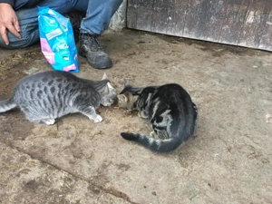 Katzenbabys BKH - Mischling weibl. +männlich
