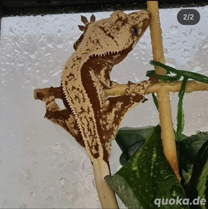Komplett Abgabe Hobbyaufgabe: Red&Cream & Terrarien usw - Kronengecko C. ciliatus
