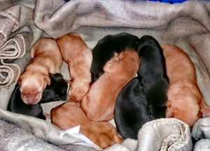 Labrador Welpen zu verkaufen.