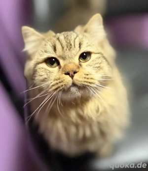 BLH sucht ein liebevolles Zuhause