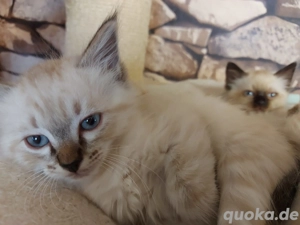 Süße Birma-Mix-Kitten