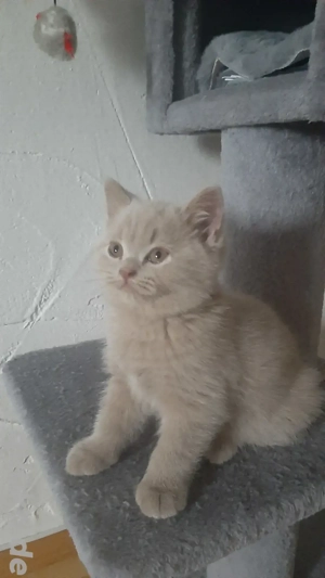 BKH Kitten Reinrassige  