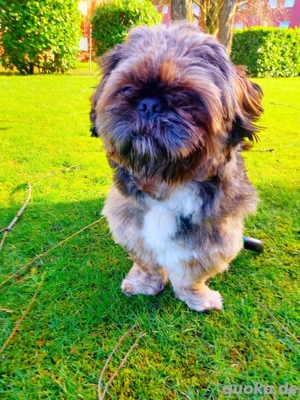 Deckrüde ( nicht zu verkaufen )