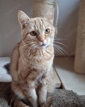 Die schöne Zora ist bereit für ihr Zuhause # Tierschutz 