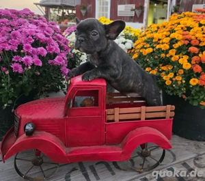 Niedlicher französischer Bulldoggenhund Max sucht ein neues Zuhause