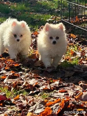 Zwergspitz-pomeranian welpen abzugeben
