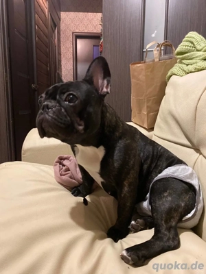 Die bezaubernde französische Bulldogge Luna sucht ein neues Zuhause.